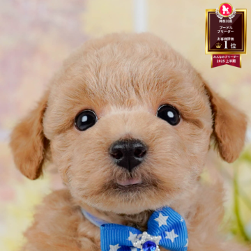 トイプードル(トイ)【神奈川県・男の子・2025年10月8日・アプリコット】の写真「🏆🐾ブリーダーランキング✨神奈川県1位獲得👑」