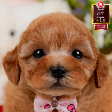 タイニープードル【神奈川県・女の子・2025年10月2日・アプリコット】の写真「🏆🐾ブリーダーランキング✨神奈川県1位獲得👑」