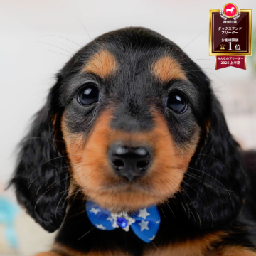 ミニチュアダックスフンド(ロング)【神奈川県・男の子・2025年9月11日・ブラック&タン】の写真「🐾11/1〜3開催🎉お迎え前なんでも相談会🐶」