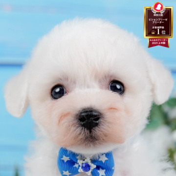 ビションフリーゼ【神奈川県・男の子・2025年9月14日・ホワイト】の写真「🐶11/9は40頭以上に会える子犬見学会🐶🎉」