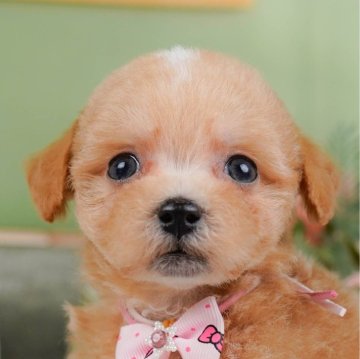 マルプー(マルチーズ×トイプードル)【神奈川県・女の子・2025年1月22日・アプリコット】の写真「🐶見学会開催💕可愛いワンちゃんが大集合💓💓」