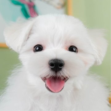 マルチーズ【神奈川県・男の子・2025年2月22日・ホワイト】の写真「🌻8/2開催🐶こいぬの特別見学会🎐🐾」