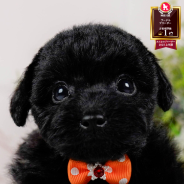 トイプードル(トイ)【神奈川県・男の子・2025年9月8日・ブラック】の写真「🐾🎃10/26(日)こいぬの見学会開催🎃🐾」