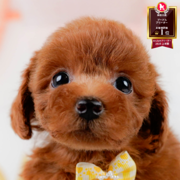 トイプードル(トイ)【神奈川県・女の子・2025年8月8日・レッド】の写真「🏆🐾ブリーダーランキング✨神奈川県1位獲得👑」