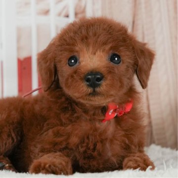 トイプードル(トイ)【神奈川県・男の子・2025年5月29日・レッド】の写真「🐾🎃10/11(土)こいぬの見学会開催🎃🐾」