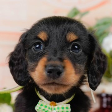 ミニチュアダックスフンド(ロング)【神奈川県・男の子・2025年3月31日・ブラックタン】の写真「6/7限定🌟梅雨こそ行きたい見学会☔」