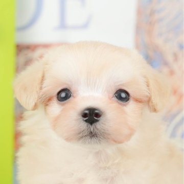 マルプー(マルチーズ×トイプードル)【神奈川県・女の子・2025年1月5日・クリーム】の写真「🐶見学会開催💕可愛いワンちゃんが大集合💓💓」
