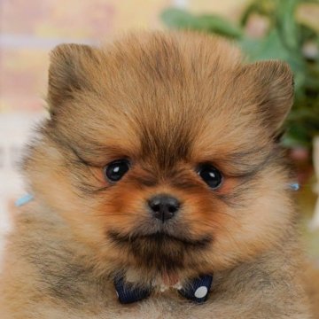ポメラニアン【神奈川県・男の子・2024年10月15日・オレンジセーブル】の写真「👑評価が高いブリーダーランキング日本1位獲得👑」