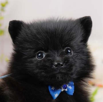 ポメラニアン【神奈川県・男の子・2025年1月8日・ブラックホワイト】の写真「🐶見学会開催💕可愛いワンちゃんが大集合💓💓」