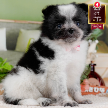 ポメチワ(チワワ×ポメラニアン)【神奈川県・女の子・2025年10月7日・ブラック&ホワイト】の写真「🐶11/23(日)40頭が参加のこいぬ見学会🫧」