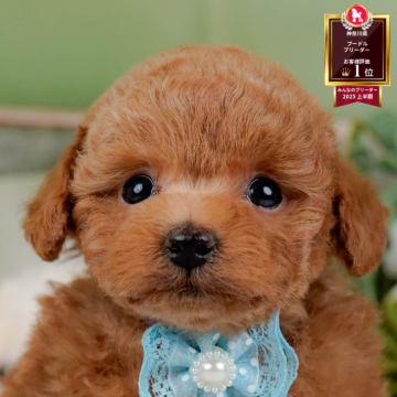 トイプードル(トイ)【神奈川県・男の子・2025年10月13日・レッド】の写真「🐶12/6(土)40頭が参加のこいぬ見学会❄️」