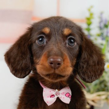 ミニチュアダックスフンド(ロング)【神奈川県・女の子・2025年2月11日・チョコレートタン】の写真「🎏5/24(土)ワンちゃんの見学会開催💕」