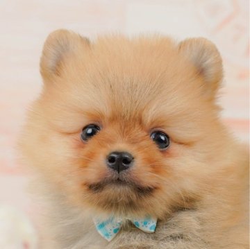 ポメラニアン【神奈川県・男の子・2025年1月5日・オレンジ】の写真「🐶見学会開催💕可愛いワンちゃんが大集合💓💓」