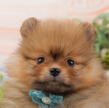 ポメラニアン【神奈川県・男の子・2024年12月7日・オレンジセーブル】の写真「👑評価が高いブリーダーランキング日本1位獲得👑」