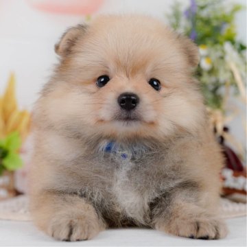 ポメラニアン【神奈川県・男の子・2025年4月10日・オレンジセーブル】の写真「7/5開催🎉見学会で心ときめく出会いを💓」