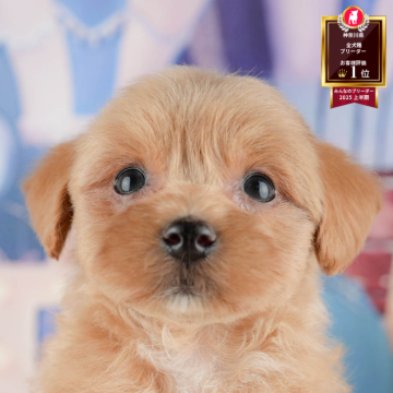 マルプー(マルチーズ×トイプードル)【神奈川県・男の子・2025年9月7日・レッド】の写真「🐶11/23(日)40頭が参加のこいぬ見学会🫧」