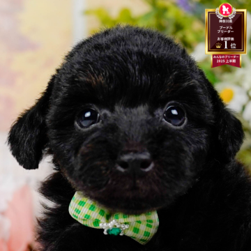 トイプードル(タイニー)【神奈川県・男の子・2025年9月8日・ブラック】の写真「🏆🐾ブリーダーランキング✨神奈川県1位獲得👑」