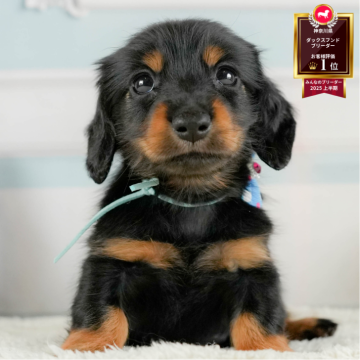 ミニチュアダックスフンド(ロング)【神奈川県・女の子・2025年6月10日・ブラック&タン】の写真「🩵🐶8/16(土)こいぬの見学会開催🎉」