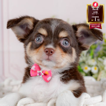 チワワ(ロング)【神奈川県・女の子・2025年9月16日・チョコレートタン&ホワイト】の写真「🏆🐾ブリーダーランキング✨神奈川県1位獲得👑」