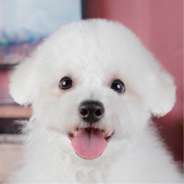 ビションフリーゼ【神奈川県・男の子・2025年8月5日・ホワイト】の写真「🎅12/20開催🎉今年最後のこいぬ見学会🐶」