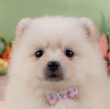 ポメラニアン【神奈川県・女の子・2024年11月24日・クリーム】の写真「👑評価が高いブリーダーランキング日本1位獲得👑」