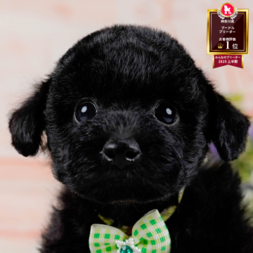 トイプードル(トイ)【神奈川県・男の子・2025年10月8日・ブラック】の写真「🐶11/23(日)40頭が参加のこいぬ見学会🫧」