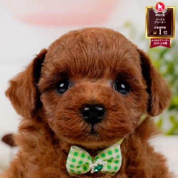 トイプードル(トイ)【神奈川県・男の子・2025年10月29日・レッド】の写真「🎅12/20開催🎉今年最後のこいぬ見学会🐶」