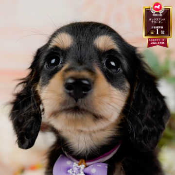 ミニチュアダックスフンド(ロング)【神奈川県・男の子・2025年9月11日・ブラック&タン】の写真「🐶11/9は40頭以上に会える子犬見学会🐶🎉」