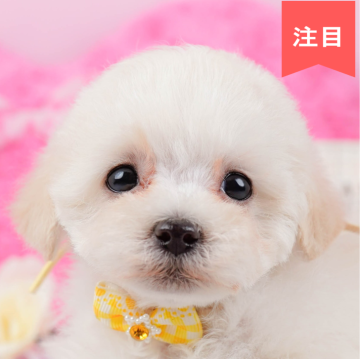 ビションプープー(トイプードル×ビションプー)【神奈川県・女の子・2025年1月9日・クリーム】の写真「🐶見学会開催💕可愛いワンちゃんが大集合💓💓」