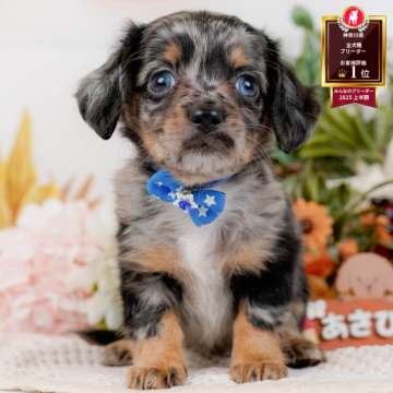 チワックス(チワワ×ダックスフンド)【神奈川県・男の子・2025年10月5日・シルバーダップル】の写真「🐶11/23(日)40頭が参加のこいぬ見学会🫧」