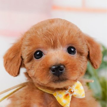 トイプードル(トイ)【神奈川県・女の子・2024年12月27日・レッド】の写真「🐶見学会開催💕可愛いワンちゃんが大集合💓💓」