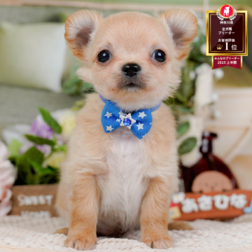 チワワ(ロング)【神奈川県・男の子・2025年10月13日・クリーム】の写真「🐶12/6(土)40頭が参加のこいぬ見学会❄️」