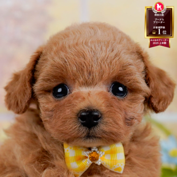 トイプードル(タイニー)【神奈川県・女の子・2025年10月29日・アプリコット】の写真「🎅12/20開催🎉今年最後のこいぬ見学会🐶」