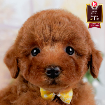 トイプードル(トイ)【神奈川県・女の子・2025年9月24日・レッド】の写真「🏆🐾ブリーダーランキング✨神奈川県1位獲得👑」