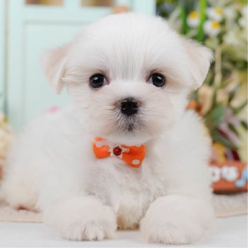 マルチーズ【神奈川県・男の子・2025年8月9日・ホワイト】の写真「🐶11/9は40頭以上に会える子犬見学会🐶🎉」