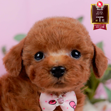 トイプードル(タイニー)【神奈川県・女の子・2025年9月23日・レッド】の写真「🐶11/23(日)40頭が参加のこいぬ見学会🫧」