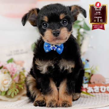 チワプー(トイプードル×チワワ)【神奈川県・男の子・2025年9月12日・ブラック&タン】の写真「🐶11/9は40頭以上に会える子犬見学会🐶🎉」