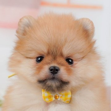 ポメラニアン【神奈川県・女の子・2025年1月5日・オレンジ】の写真「🐶見学会開催💕可愛いワンちゃんが大集合💓💓」