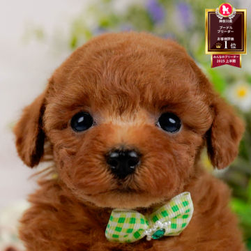 トイプードル(タイニー)【神奈川県・男の子・2025年9月23日・レッド】の写真「🐶11/9は40頭以上に会える子犬見学会🐶🎉」