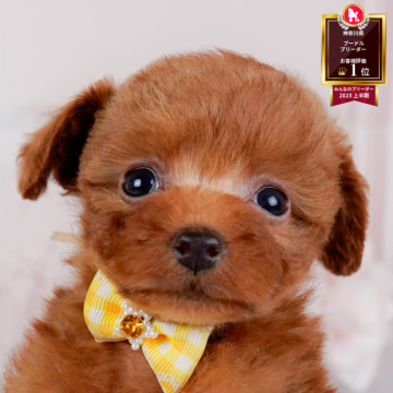 トイプードル(タイニー)【神奈川県・女の子・2025年10月5日・レッド】の写真「🐶12/6(土)40頭が参加のこいぬ見学会❄️」