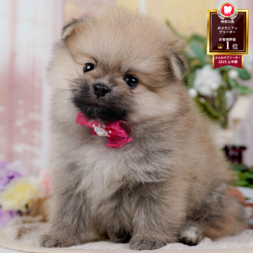 ポメラニアン【神奈川県・女の子・2025年9月7日・クリームセーブル】の写真「🐶11/9は40頭以上に会える子犬見学会🐶🎉」