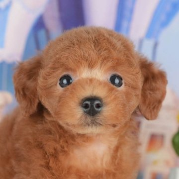 トイプードル(トイ)【神奈川県・女の子・2025年5月7日・レッド】の写真「7/19開催🎉見学会で運命の出会いを💓」