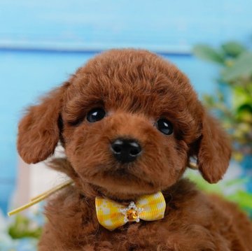 トイプードル(トイ)【神奈川県・男の子・2024年10月29日・レッド】の写真「🐶見学会開催💕可愛いワンちゃんが大集合💓💓」