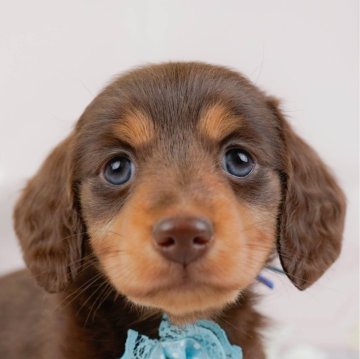 カニンヘンダックスフンド(ロング)【神奈川県・男の子・2025年1月30日・チョコレートタン】の写真「🐶見学会開催💕可愛いワンちゃんが大集合💓💓」