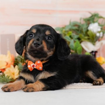 チワックス(チワワ×ダックスフンド)【神奈川県・男の子・2025年1月11日・ブラックタン】の写真「🐶見学会開催💕可愛いワンちゃんが大集合💓💓」