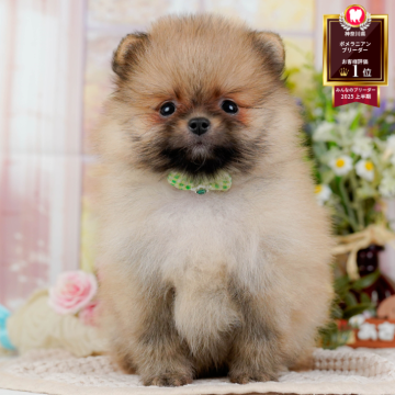 ポメラニアン【神奈川県・男の子・2025年9月11日・オレンジセーブル】の写真「🐶11/9は40頭以上に会える子犬見学会🐶🎉」