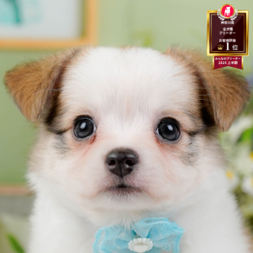 チワマル(マルチーズ×チワワ)【神奈川県・男の子・2025年9月11日・パーティー】の写真「🏆🐾ブリーダーランキング✨神奈川県1位獲得👑」
