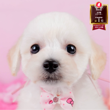 ビションプー(ビションフリーゼ×トイプードル)【神奈川県・女の子・2025年3月28日・クリーム】の写真「🩵🐶8/16(土)こいぬの見学会開催🎉」