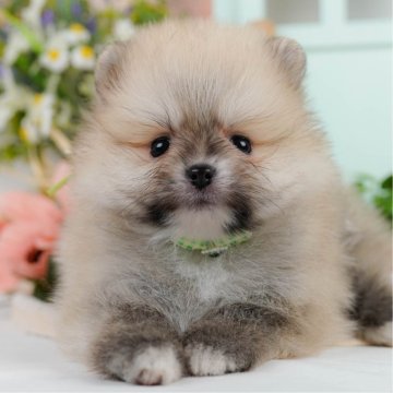 ポメラニアン【神奈川県・男の子・2025年4月22日・クリームセーブル】の写真「6/7限定🌟梅雨こそ行きたい見学会☔」