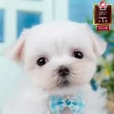 マルチーズ